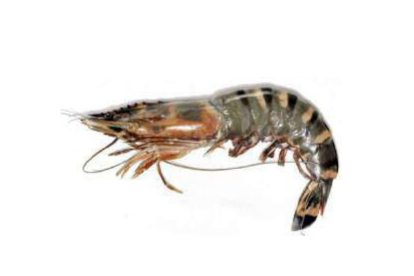 Black Tiger Prawn 1