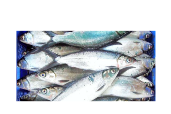 Milkfish 1