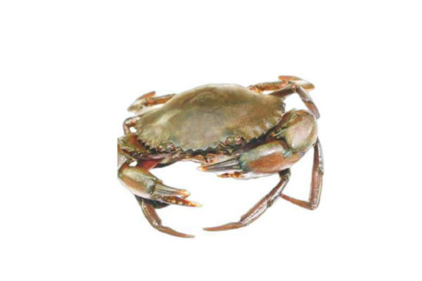 Mud Crab 1