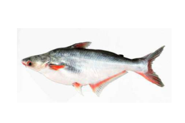 Pangasius 1