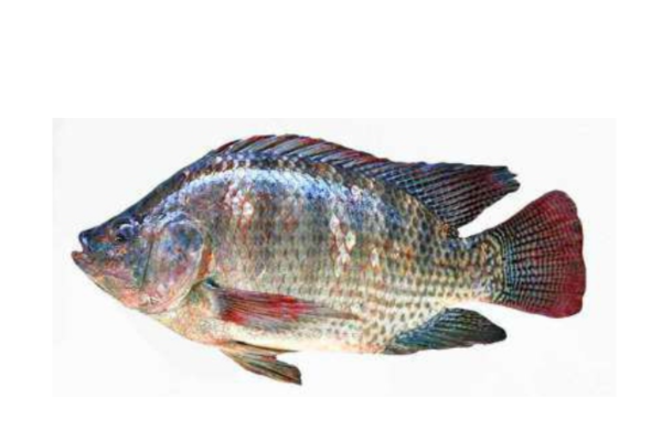 Tilapia 1