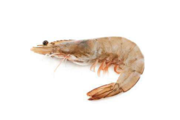 Vannamei Shrimp 1